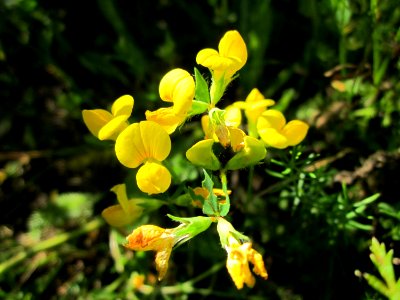 20130802Lotus_corniculatus