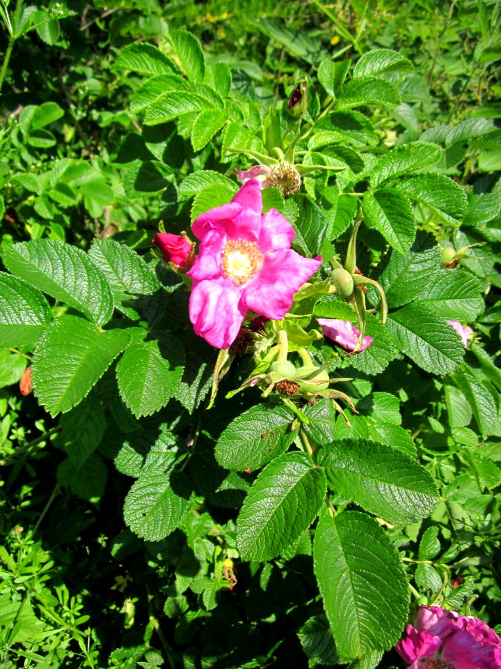 20130617Rose_Schwetzinger_Hardt5