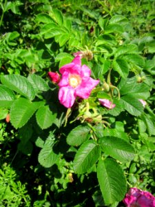 20130617Rose_Schwetzinger_Hardt5