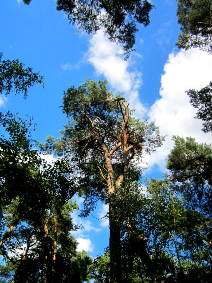 20130731Speyrer_Wald45
