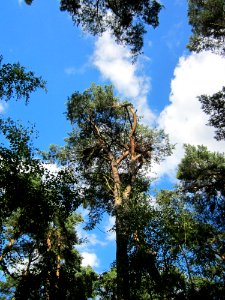 20130731Speyrer_Wald45