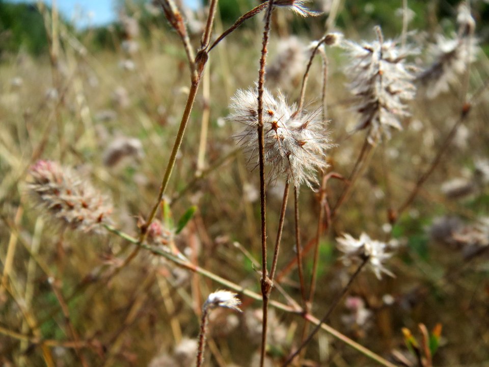 20130815Hasenklee_Hockenheim