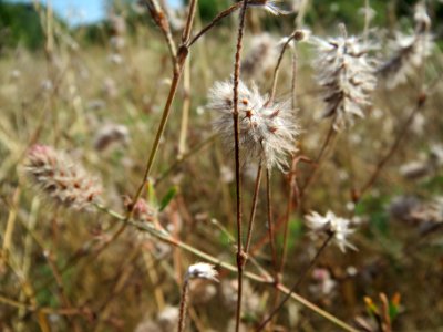 20130815Hasenklee_Hockenheim