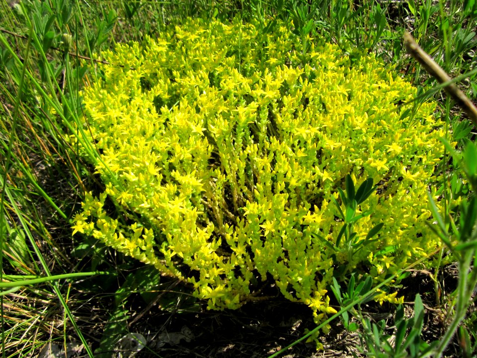20130617Mauerpfeffer_Schwetzinger_Hardt1