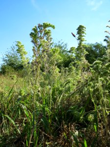 20130815Natternkopf_Hockenheim1