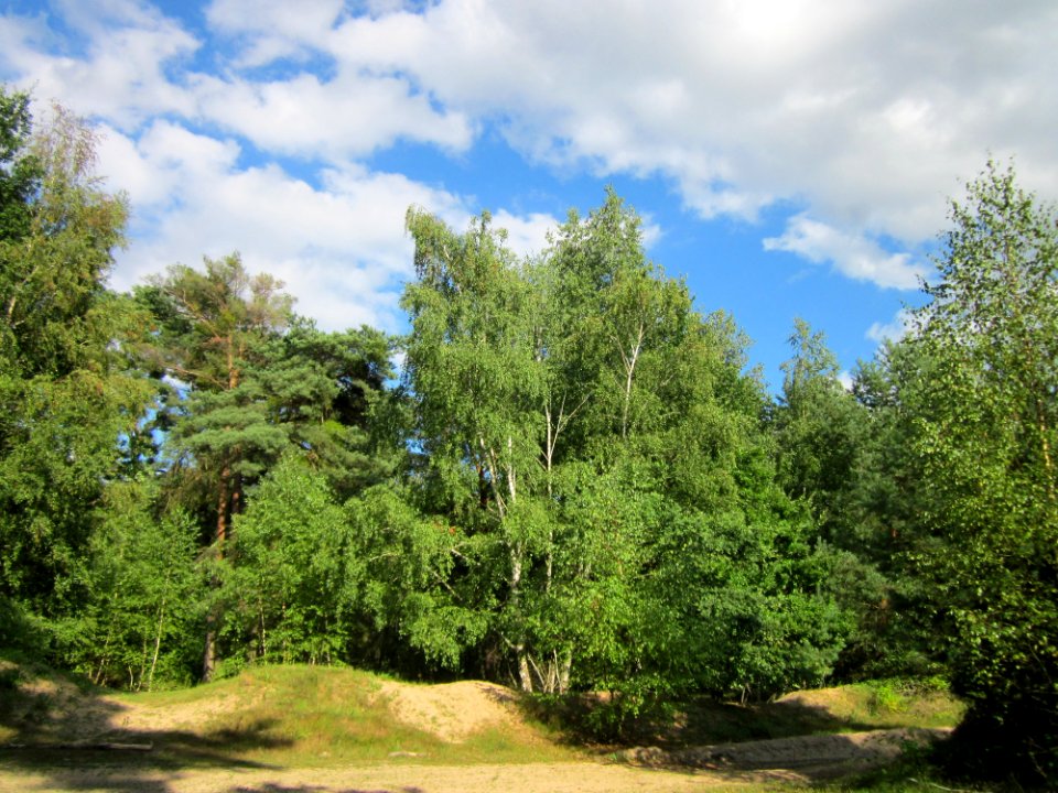 20130731Duene_Speyrer_Wald1