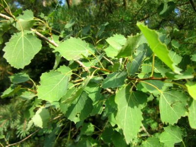 20130803Populus_tremula2