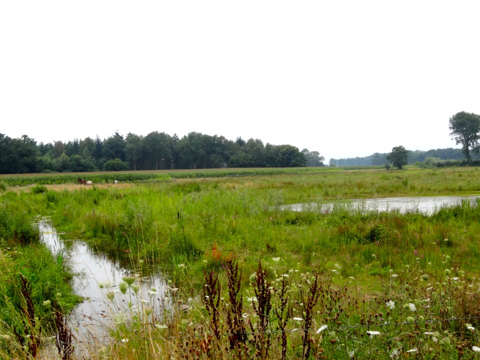20130815_Boven_Regge_ten_zuidwesten_van_Diepenheim