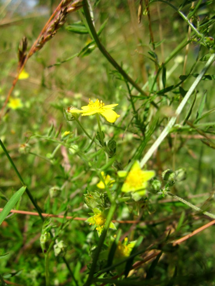 20130617Fingerkraut_Hockenheim8