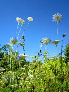 20130802Daucus_carota5