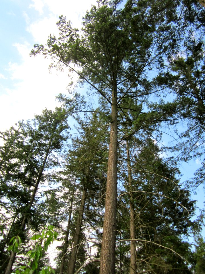 20130803Douglasie3