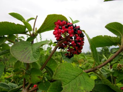 20130729Schneeball_Hockenheim06