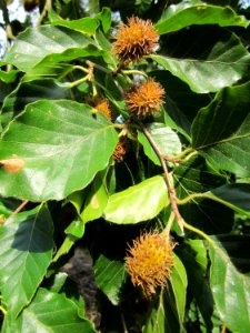 20130803Fagus_sylvativa05