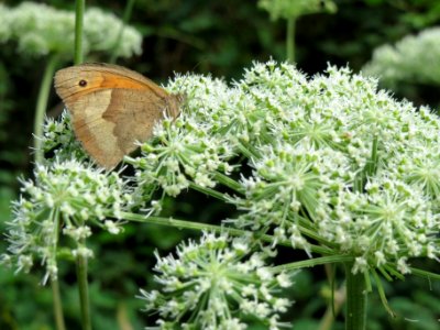 20130819Angelica_sylvestris3