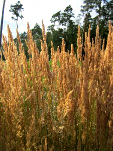 20130803Calamagrostis_epigejos3