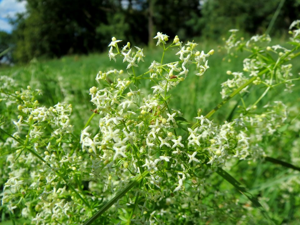 20130819Galium_mollugo1