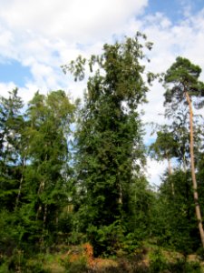 20130803Fagus_sylvativa07