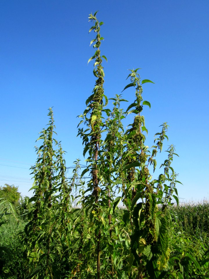 20130802Urtica_dioica1
