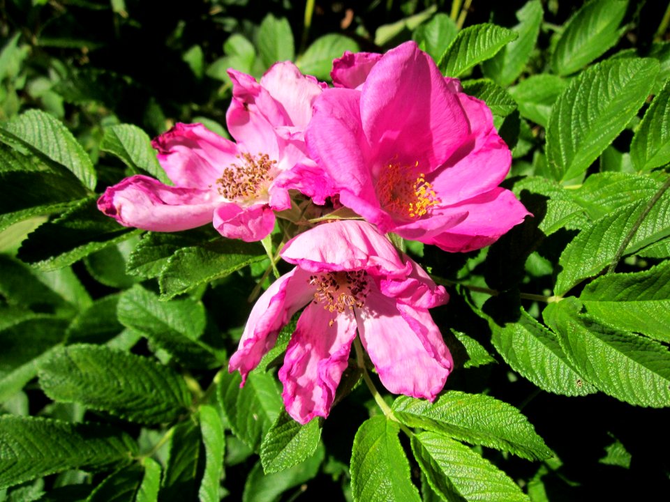 20130801Rose_Schwetzinger_Hardt1