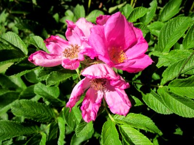 20130801Rose_Schwetzinger_Hardt1