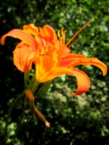 20130711Lilie_Rhein3