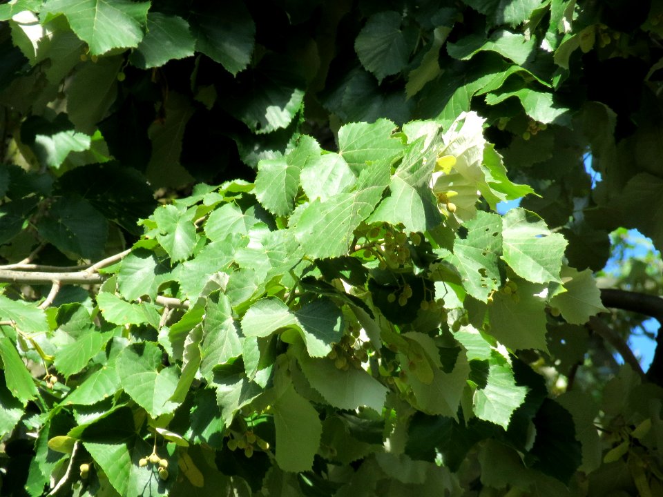 20130817Tilia_tomentosa7