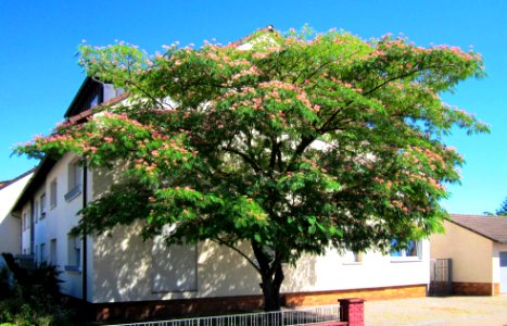 20130801Seidenbaum_Hockenheim01_crop