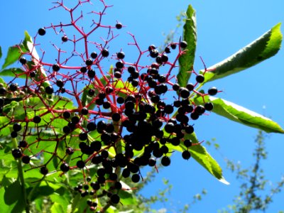 20130817Sambucus_nigra1