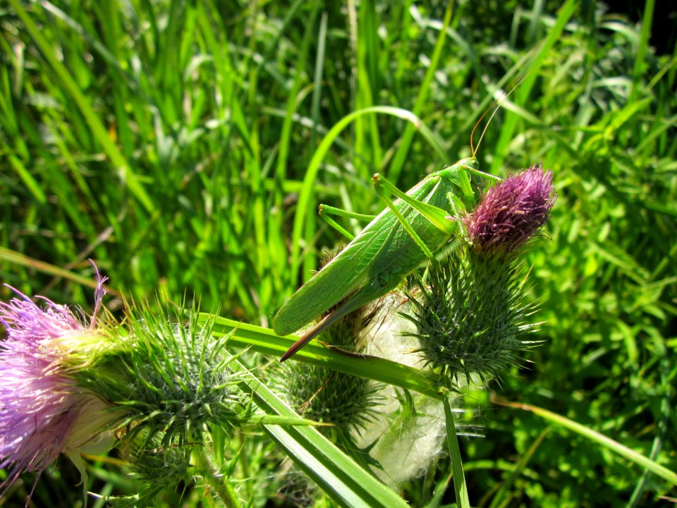 20130802Cirsium_vulgare3