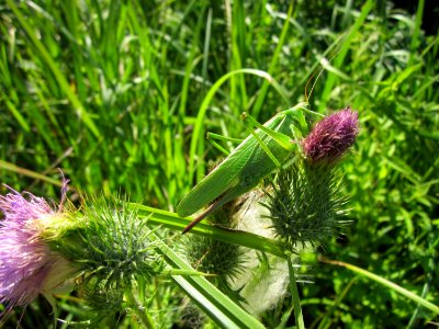 20130802Cirsium_vulgare3