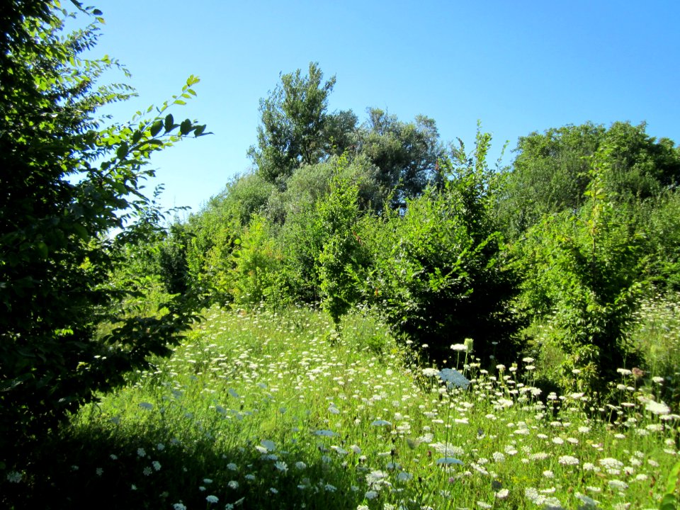 20130802Daucus_carota7