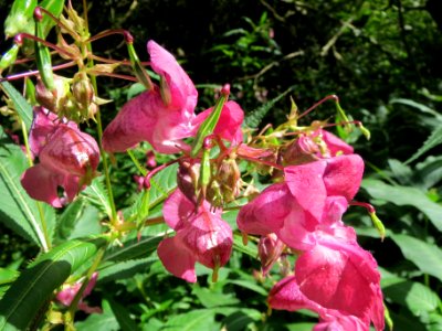 20130819Impatiens_glandulifera1