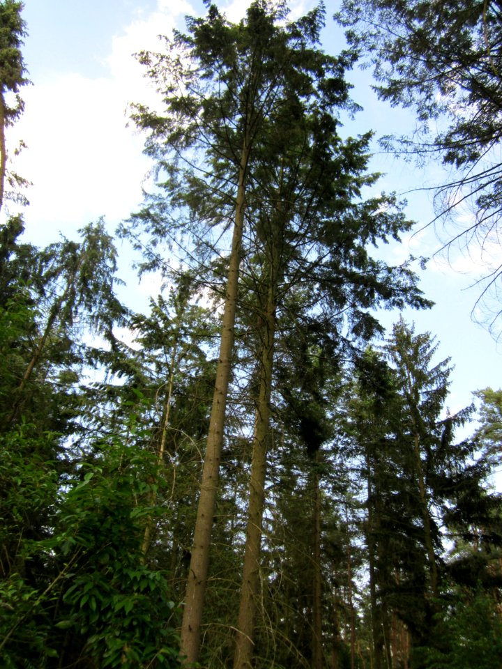 20130803Douglasie_Hockenheim3