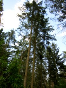 20130803Douglasie_Hockenheim3
