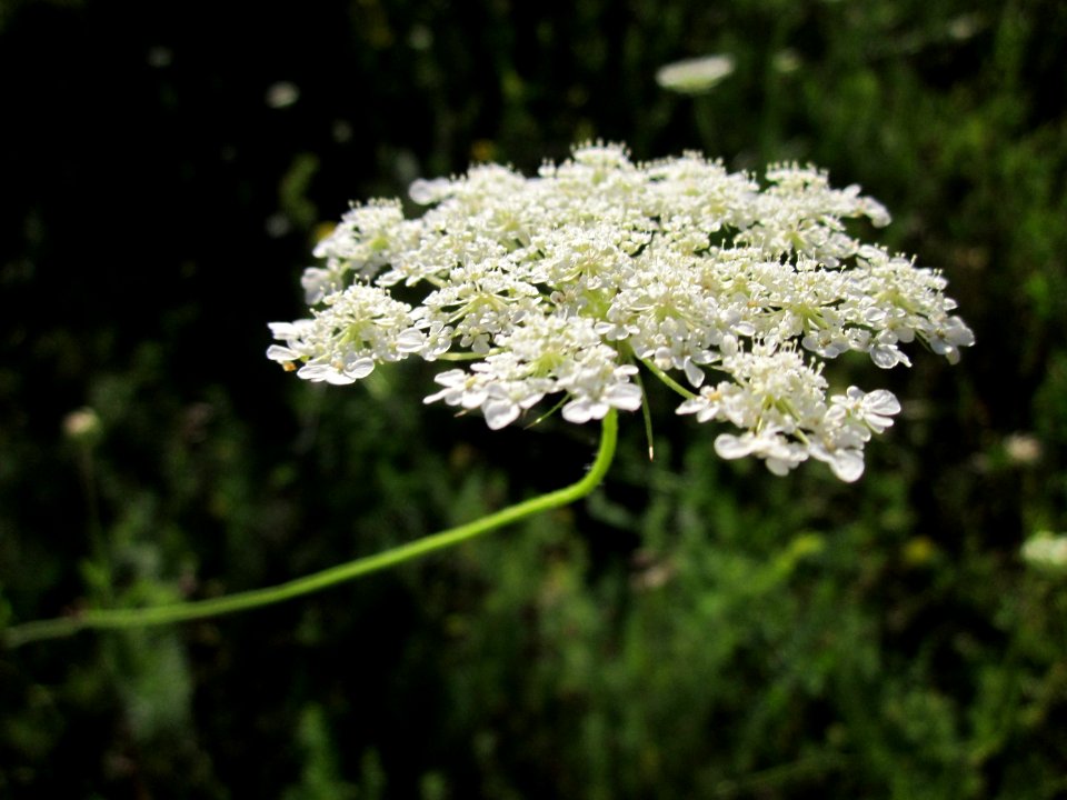 20130802Daucus_carota6