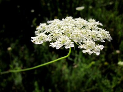 20130802Daucus_carota6