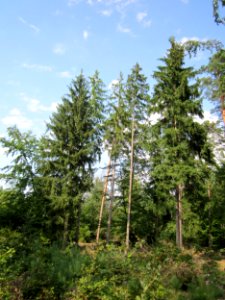 20130803Pseudotsuga_menziesii1