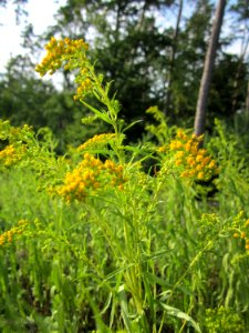 20130803Solidago_canadensis2