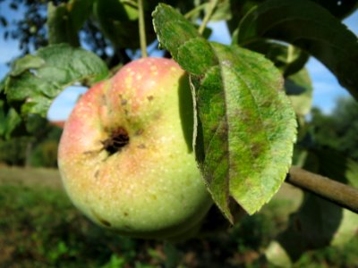 20130815Apfel_Hockenheim1