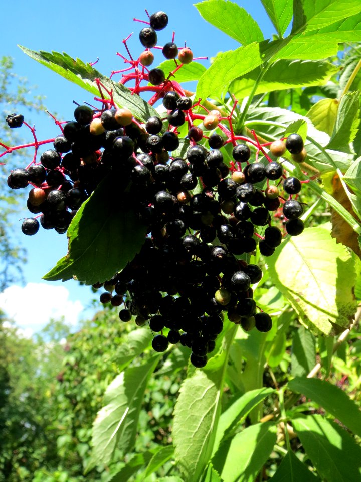 20130817Sambucus_nigra2
