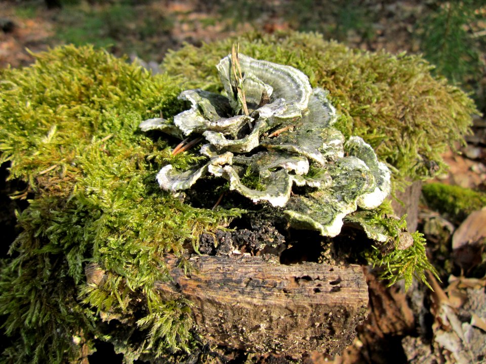 20130803Trametes_versicolor