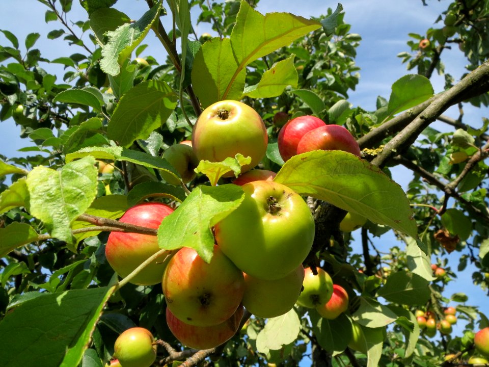 20130815Apfel_Hockenheim3