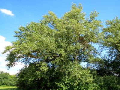 20130817Pappel_Oder