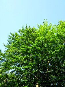 20130617Rotbuche_Schwetzinger_Hardt1