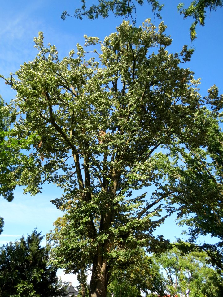 20130817Tilia_tomentosa6