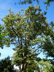 20130817Tilia_tomentosa6 photo