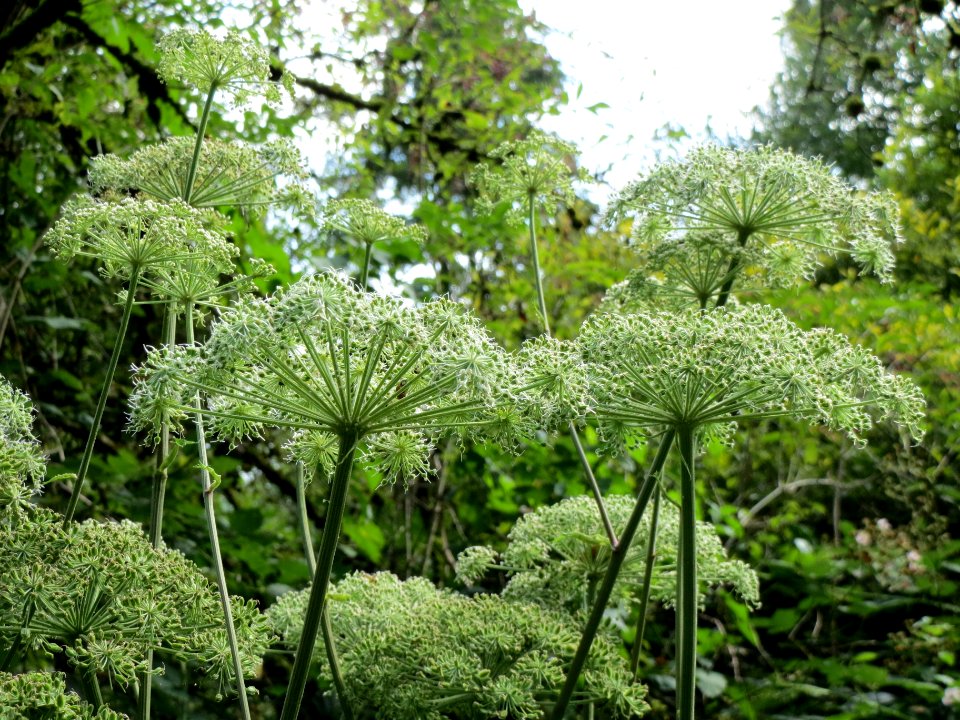20130819Angelica_sylvestris2