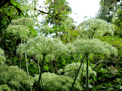 20130819Angelica_sylvestris2