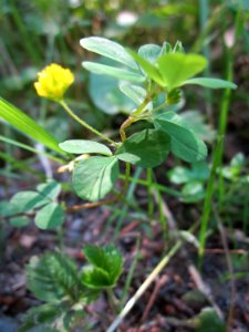 20130617Fadenklee_Schwetzinger_Hardt1