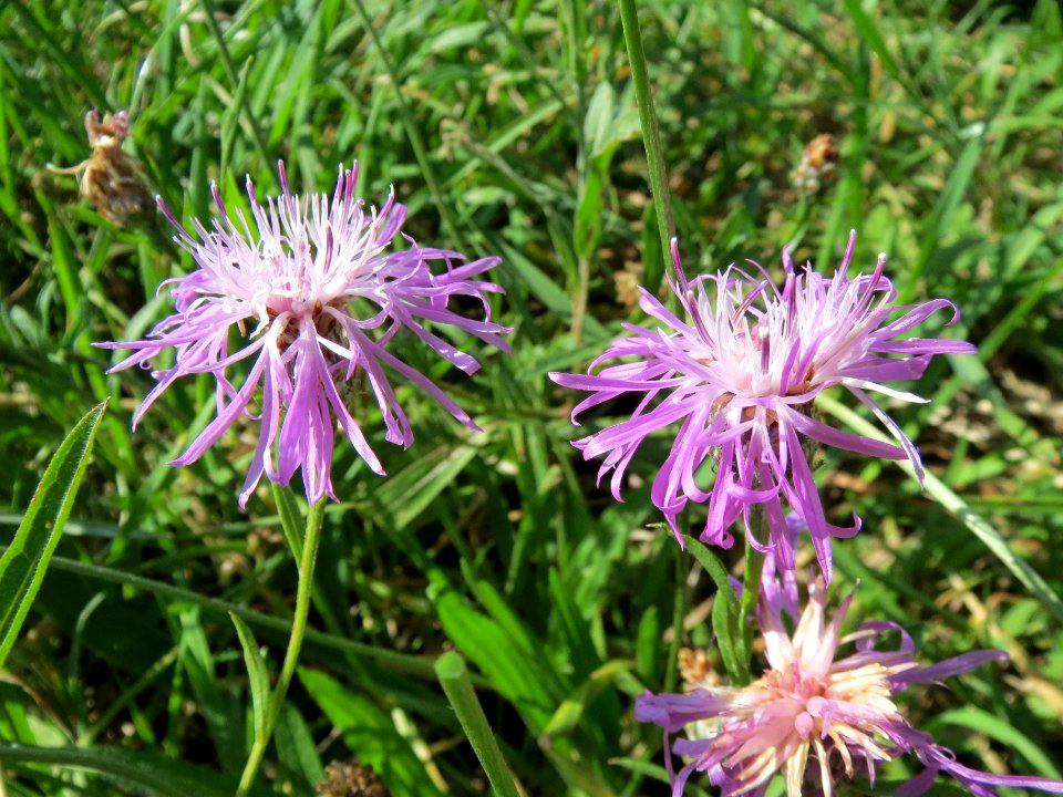20130819Centaurea_jacea